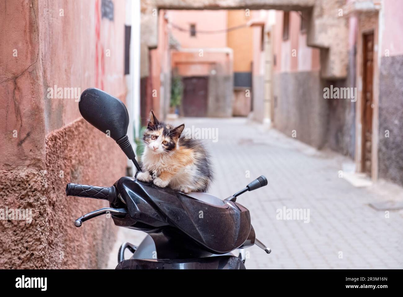 Ein süßes kleines Kätzchen aus Calico, Felis catus, sitzt auf einem geparkten Motorradlenker. Das Kätzchen ist eine Straßenkatze in der Medina Marrakesch Stockfoto