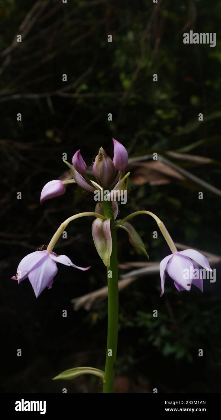 Spathoglottis plicata in der Natur. Purple Ground Orchideen gefunden in Kalimantan-Indonesien. Natürliche Hintergrundnutzung. Aufrecht liegend. Stockfoto