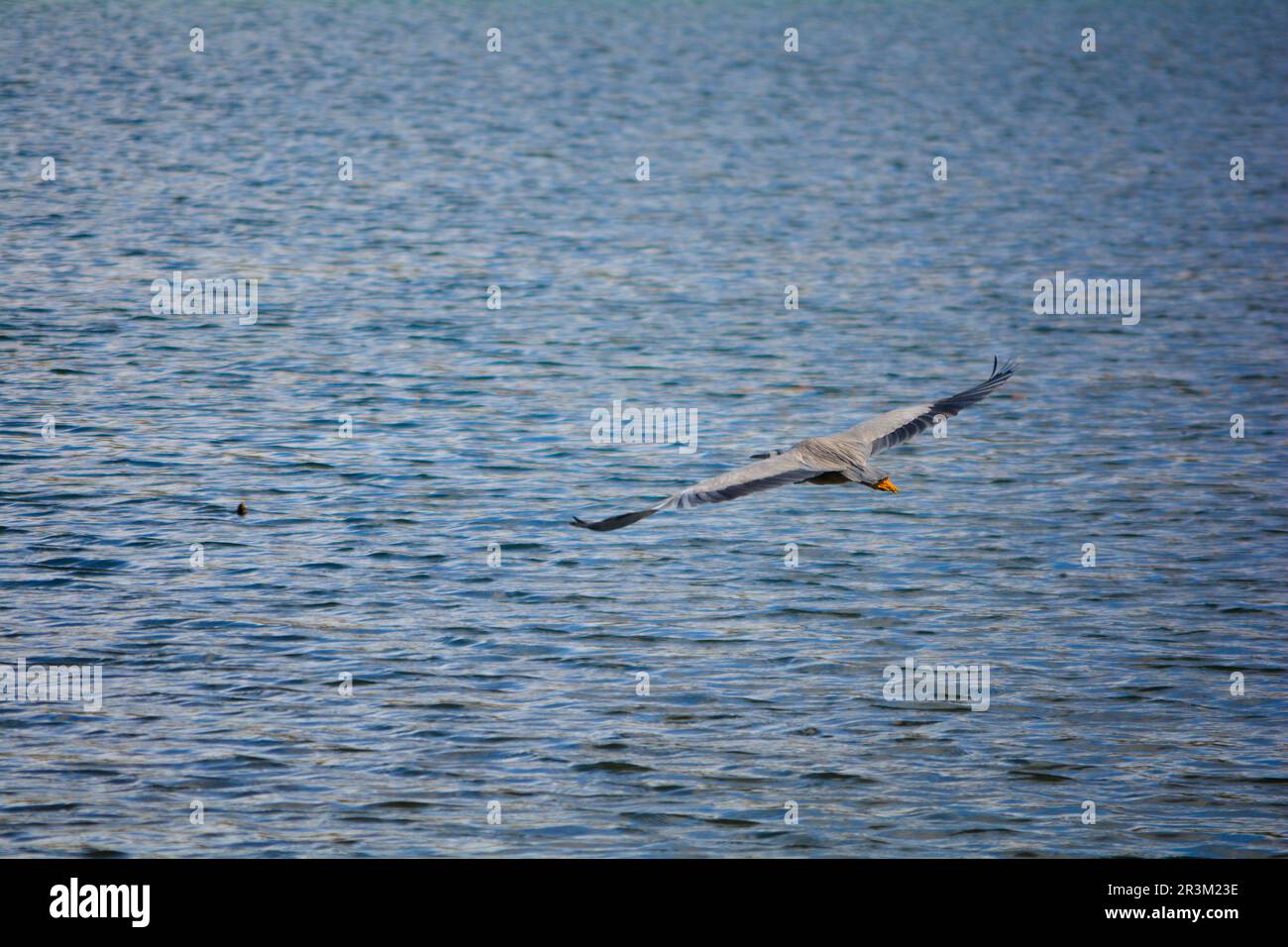 Natur im Mai in Neuseeland. Ein Wald, ein Storch und Berge auf der nördlichen Insel. Mit Nikon D5200 festgehaltene Reisemomente. Stockfoto
