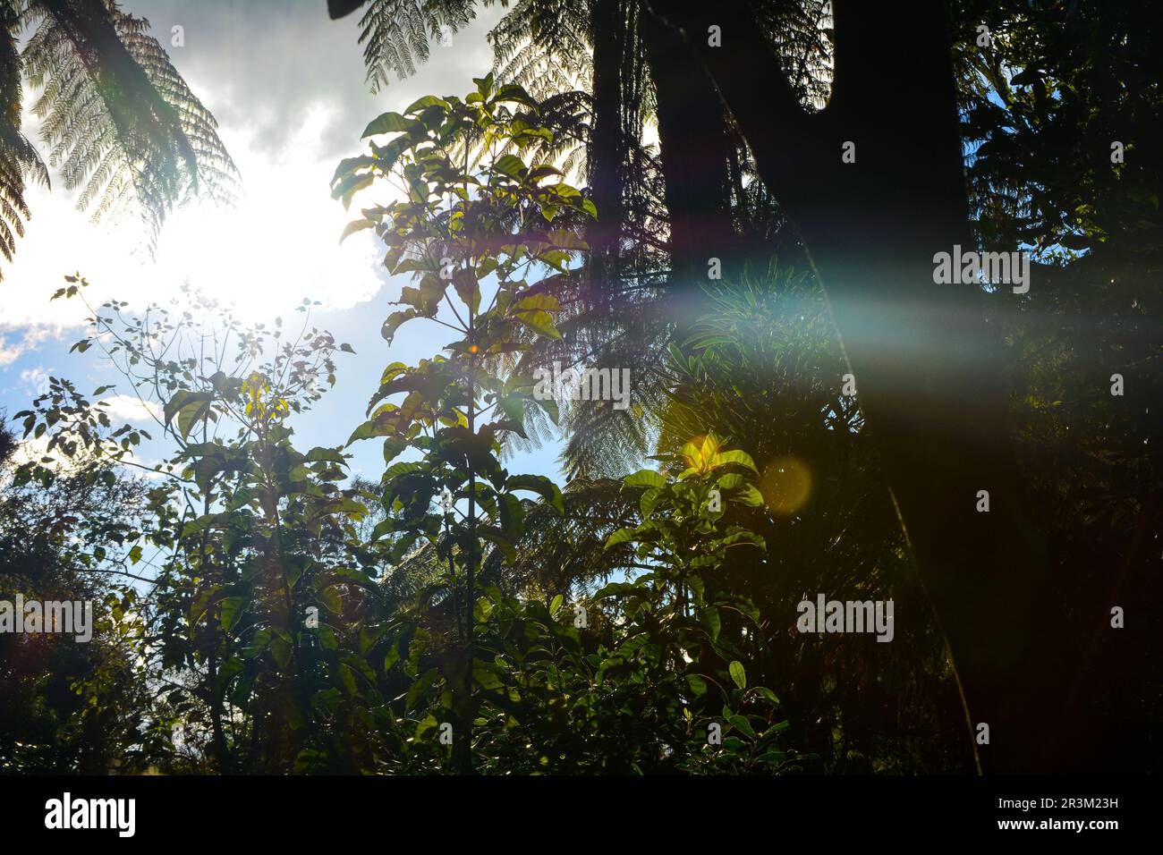 Natur im Mai in Neuseeland. Ein Wald, ein Storch und Berge auf der nördlichen Insel. Mit Nikon D5200 festgehaltene Reisemomente. Stockfoto