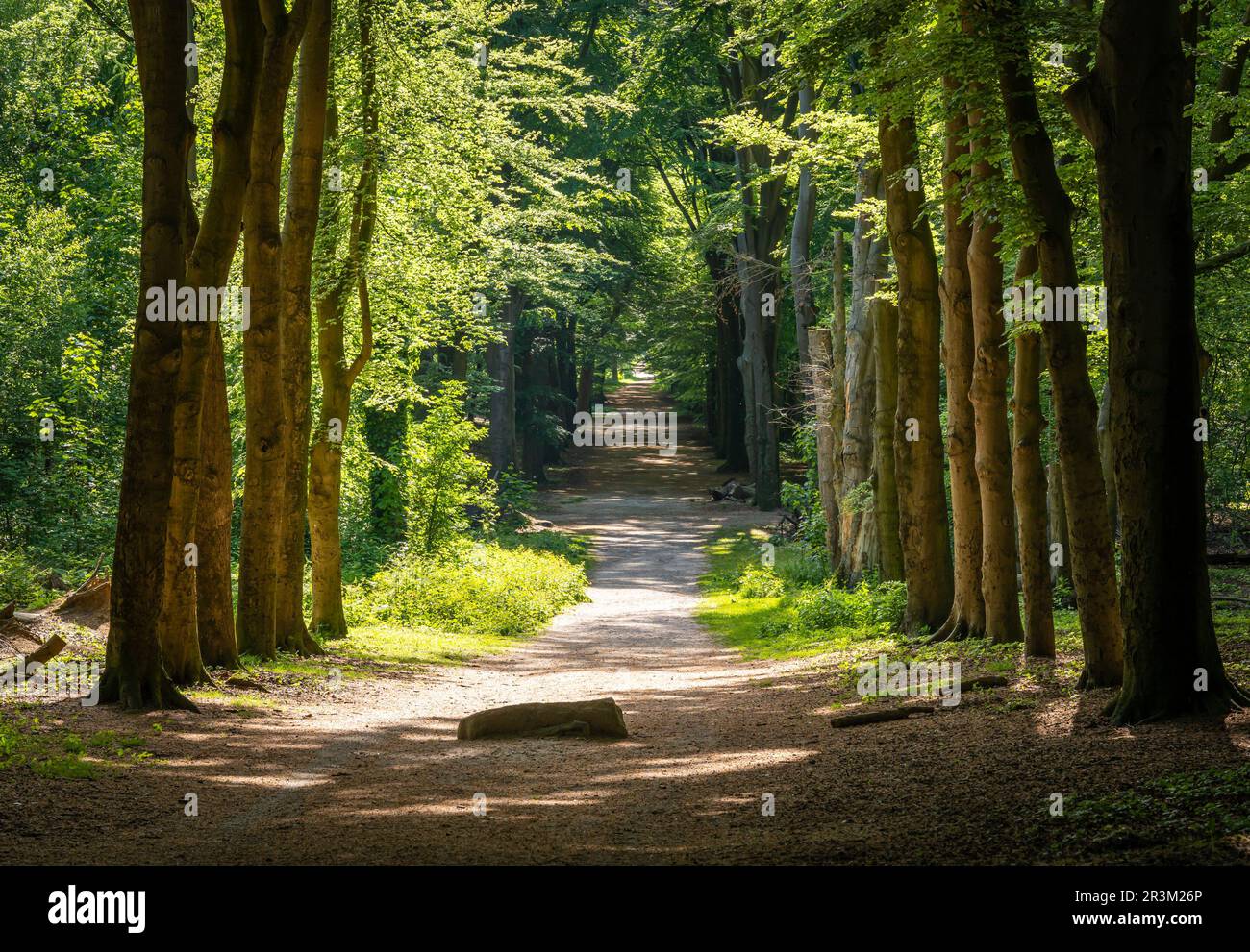 Waldweg in Ede, Provinz Gelderland, mit einem alten Stein, der in der lokalen niederländischen Folklore als De Bloedsteen (Blutstein) bekannt ist Stockfoto
