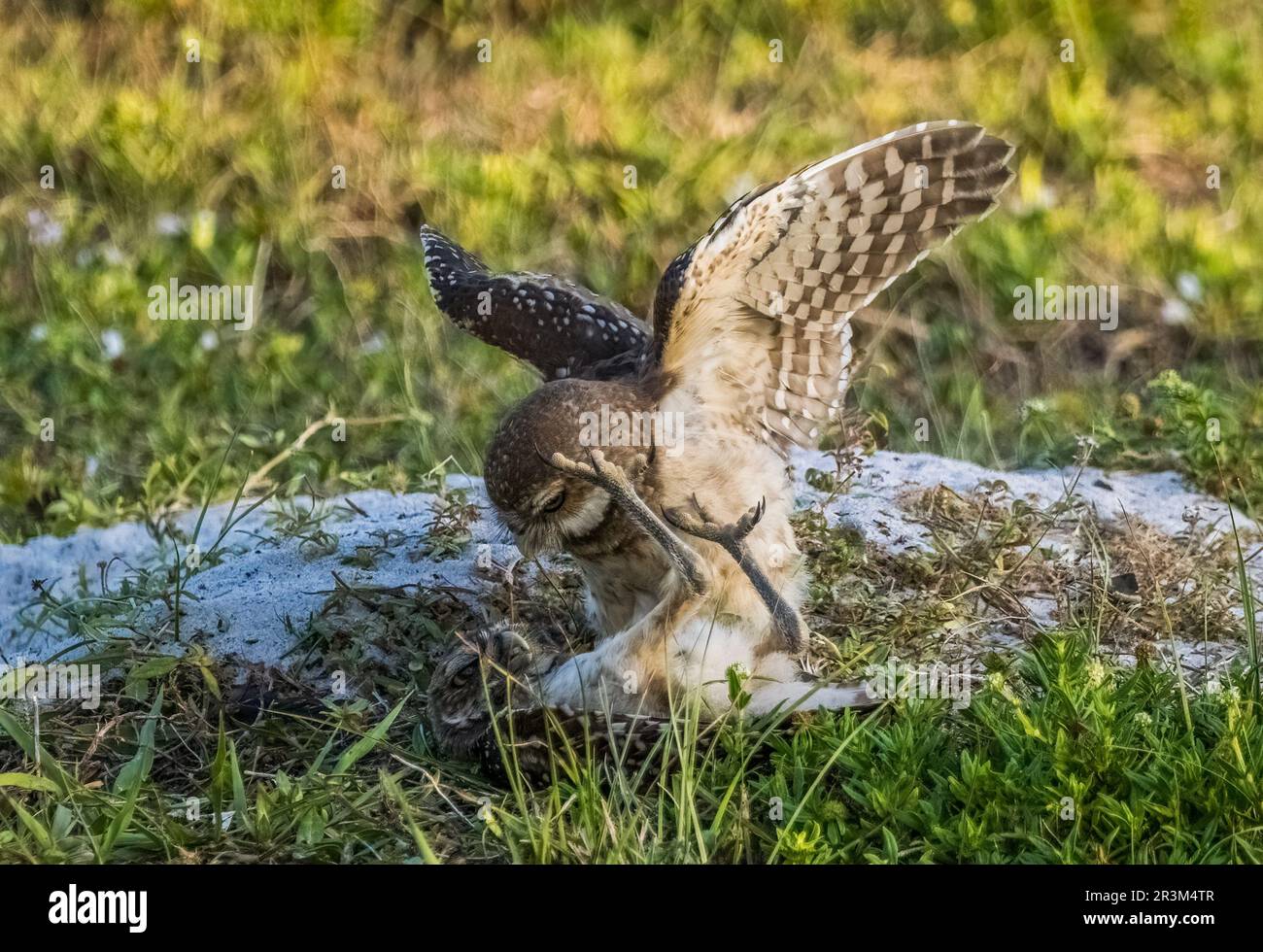 Eulen-Graben-Geschwister in Cape Coral, Florida, USA Stockfoto