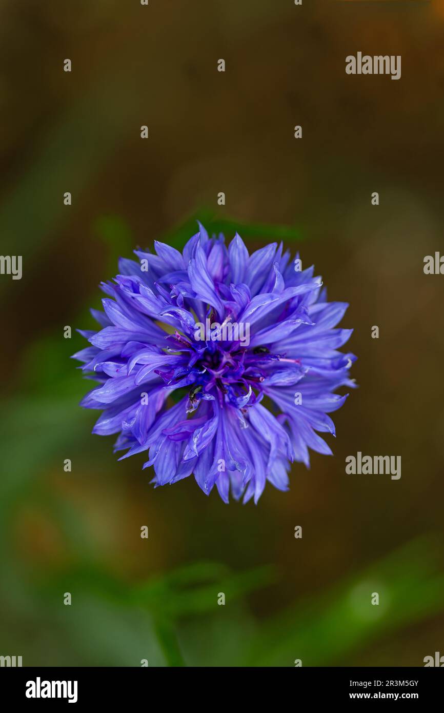 Maisblüte (Centaurea cyanus) Junggesellenknopf, Bluebottle, Boutonniere Blume, Hurtsickle Cyani Blume Lesbos Lesvos Griechenland GR April 2010 Stockfoto