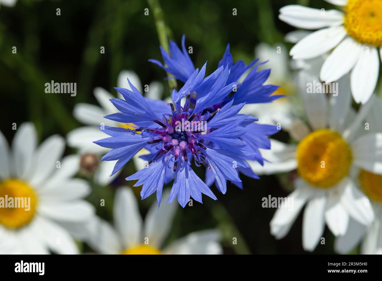 Maisblüte (Centaurea cyanus) Junggesellenknopf, Bluebottle, Boutonniere Blume, Hurtsickle Cyani Blume Lesbos Lesvos Griechenland GR April 2010 Stockfoto