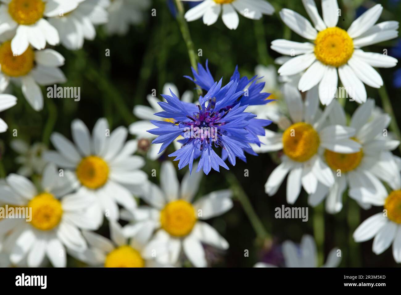 Maisblüte (Centaurea cyanus) Junggesellenknopf, Bluebottle, Boutonniere Blume, Hurtsickle Cyani Blume Lesbos Lesvos Griechenland GR April 2010 Stockfoto