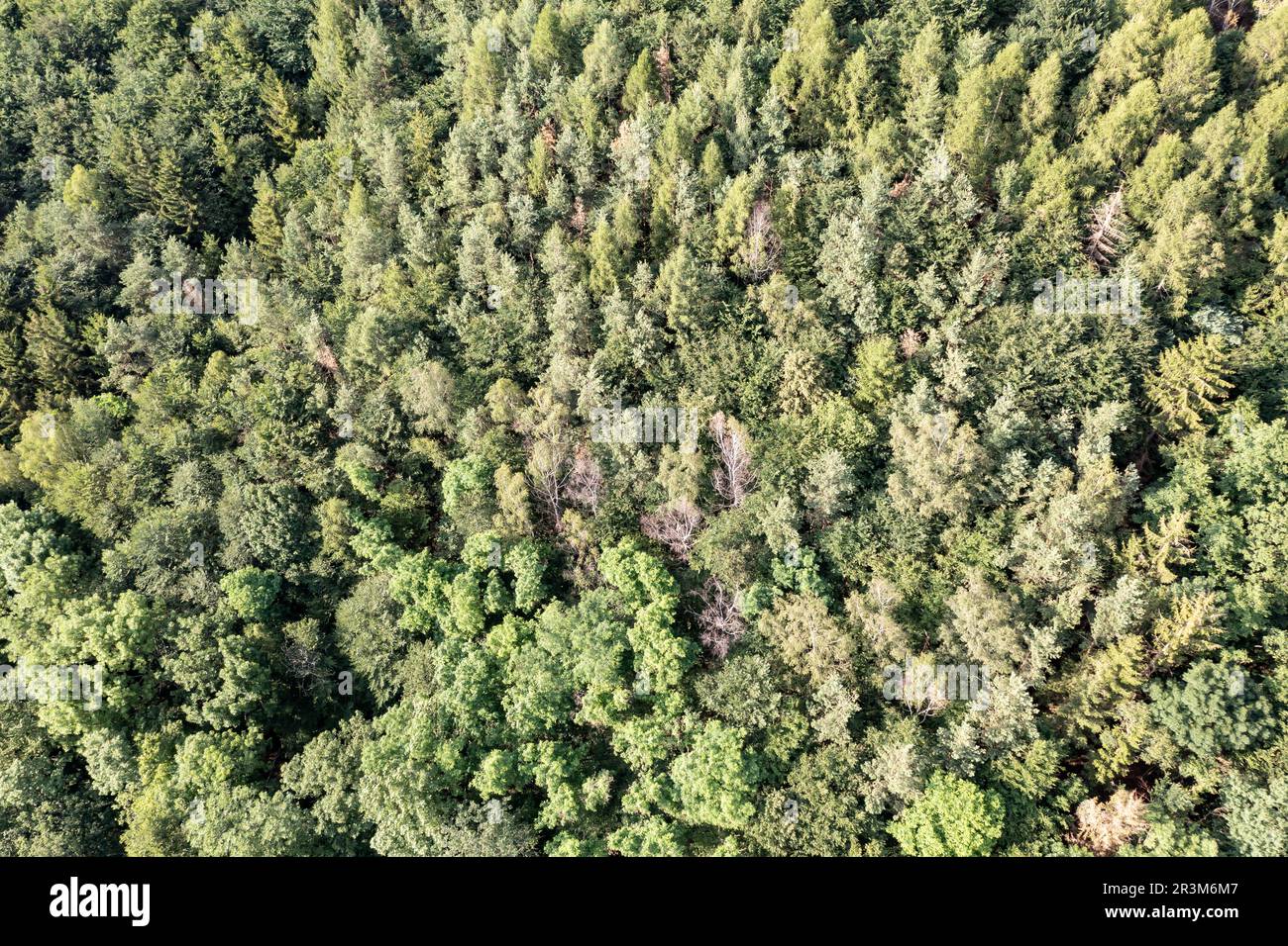 Der Mischwald in Deutschland aus der Vogelperspektive Stockfoto