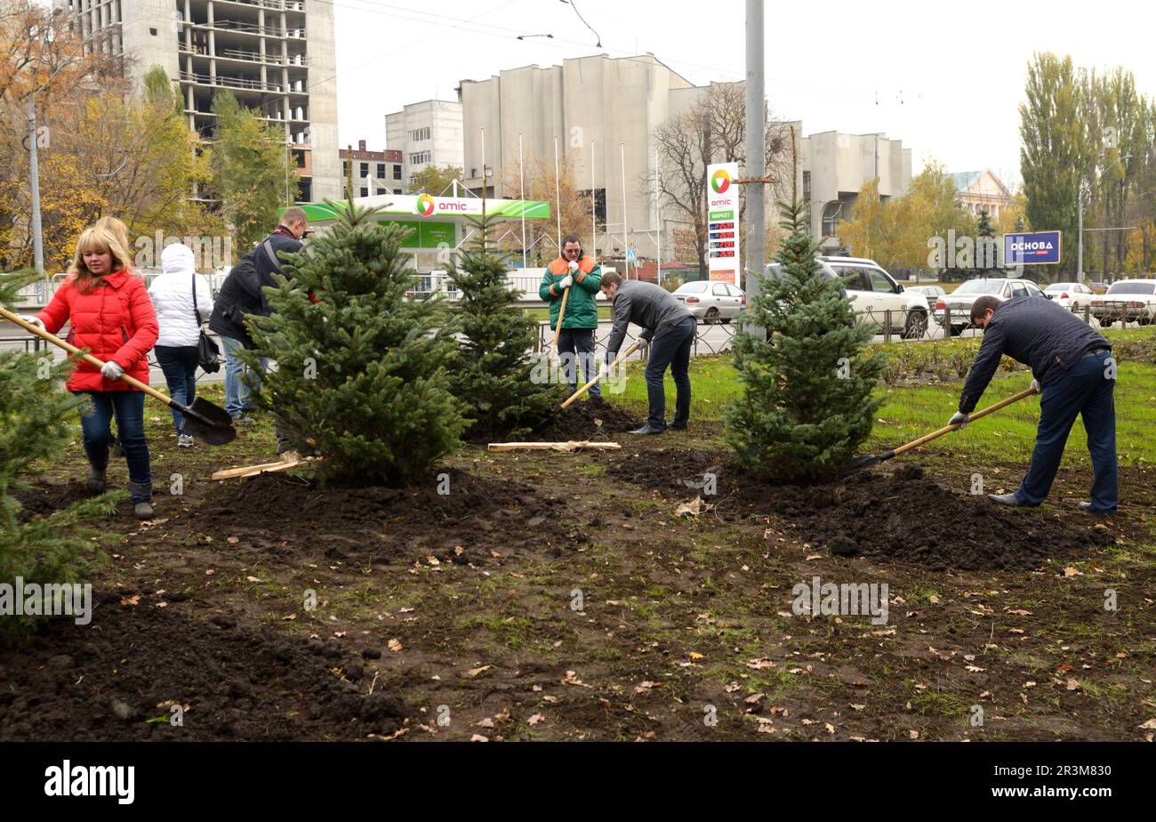 Urbanes Grün. Menschen grüne Aktivisten Pflanzen Fichten mit Schaufeln in einem Stadtpark. Kiew, Ukraine Stockfoto