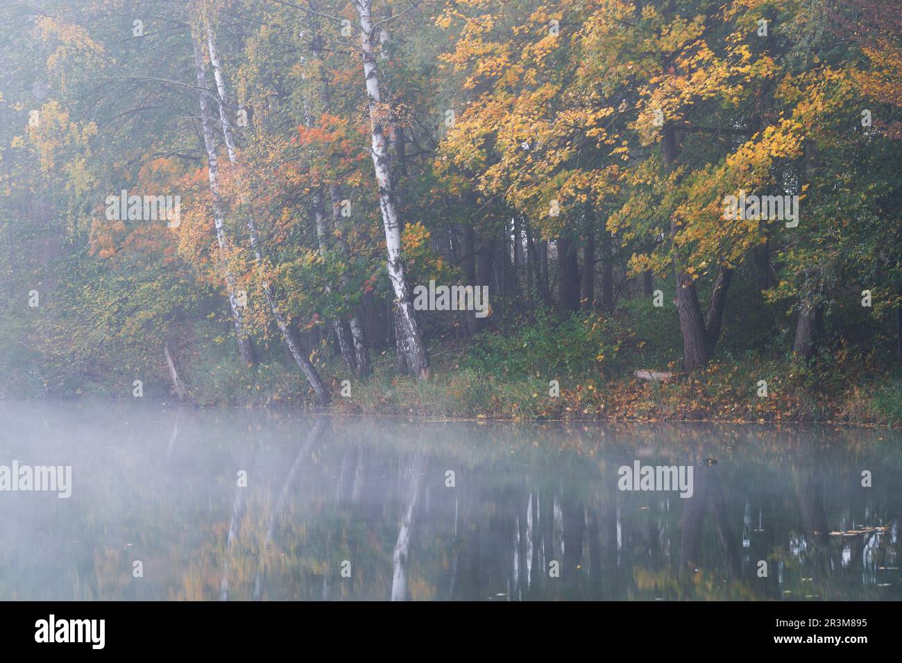 Wasserspiegelung von silbernen Birken- und Hartholzbäumen mit Herbstfarben in der Nähe von Ulm Stockfoto
