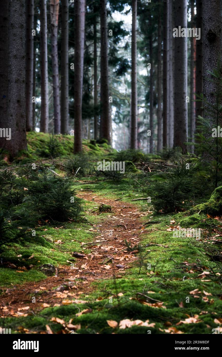 Waldwanderweg im Herbst bei Stuttgart Stockfoto