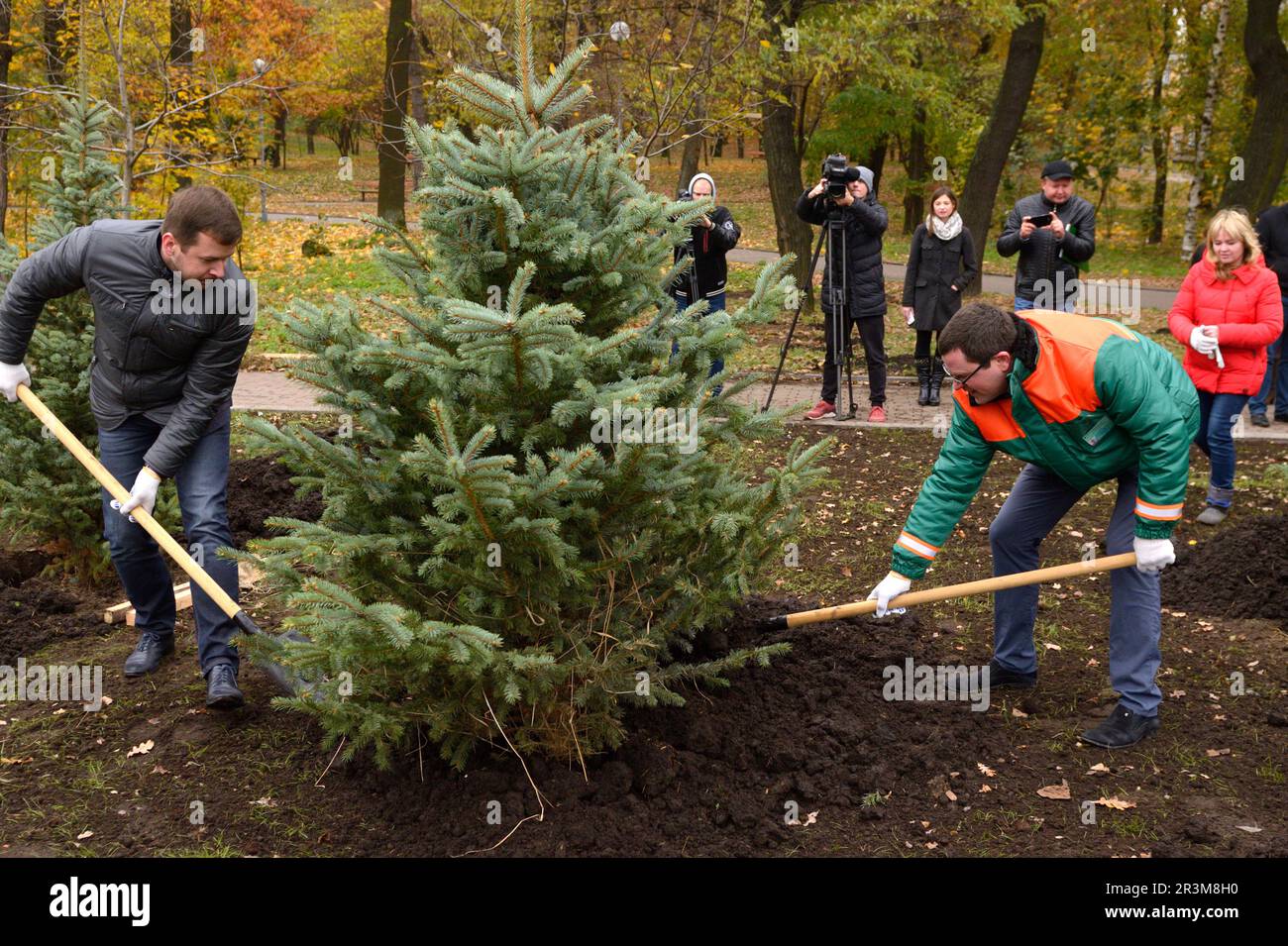 Urbanes Grün. Menschen grüne Aktivisten Pflanzen Fichten mit Schaufeln in einem Stadtpark. Kiew, Ukraine Stockfoto
