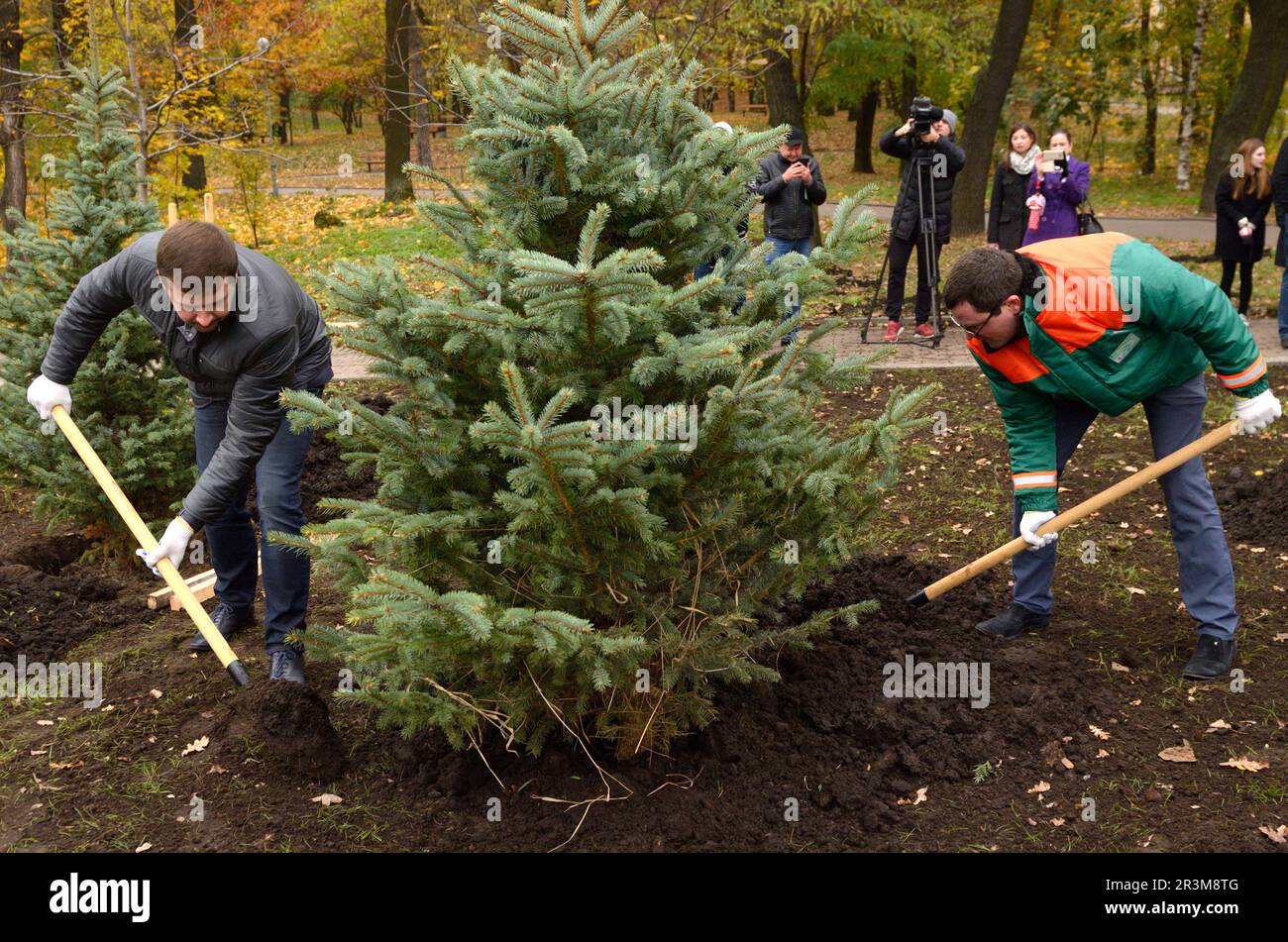 Urbanes Grün. Menschen grüne Aktivisten Pflanzen Fichten mit Schaufeln in einem Stadtpark. Kiew, Ukraine Stockfoto