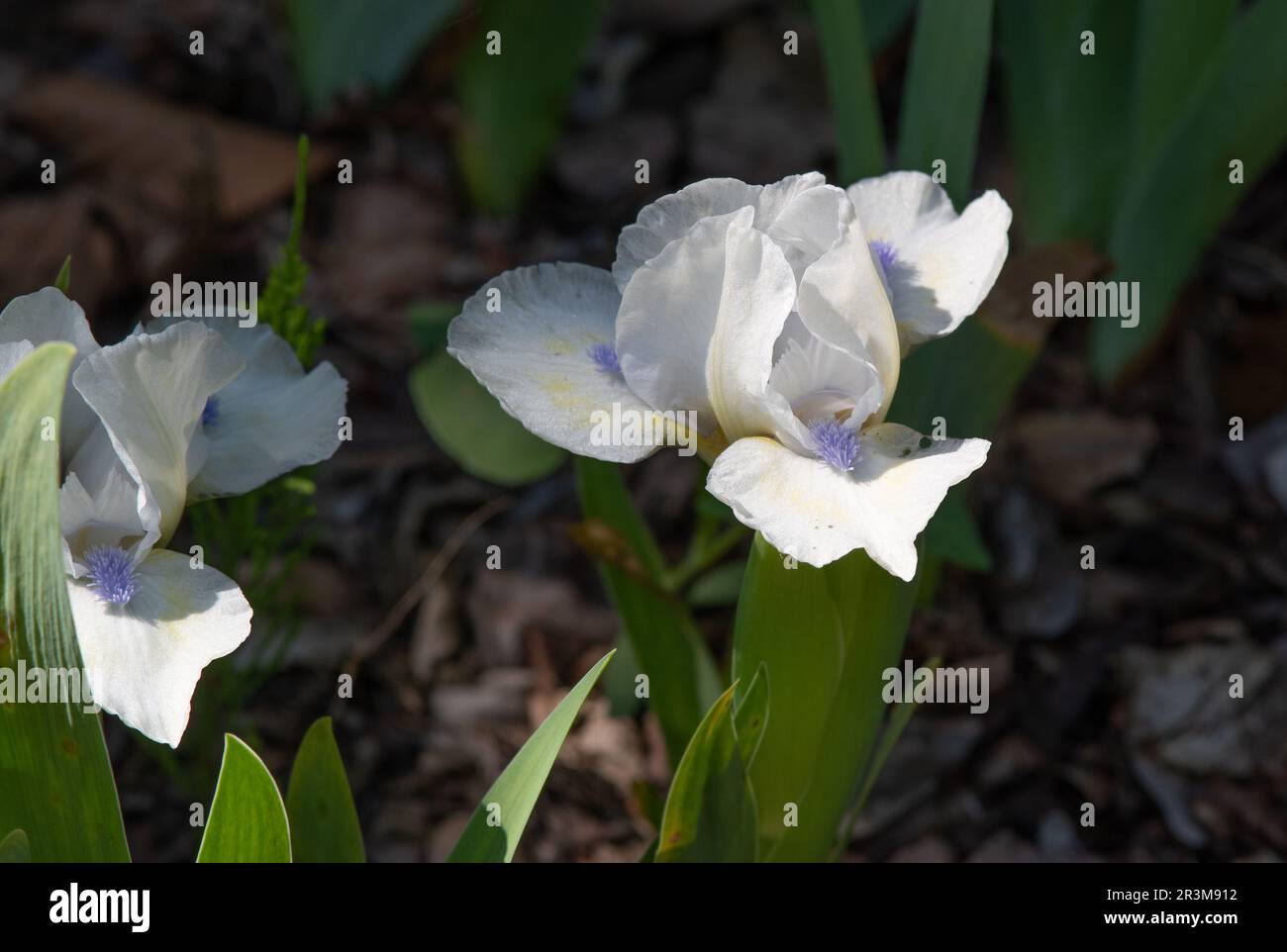 Iris „Love's Tune“ Stockfoto