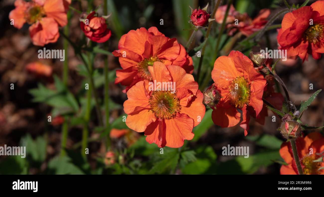 Geum Scarlet Tempest Stockfoto