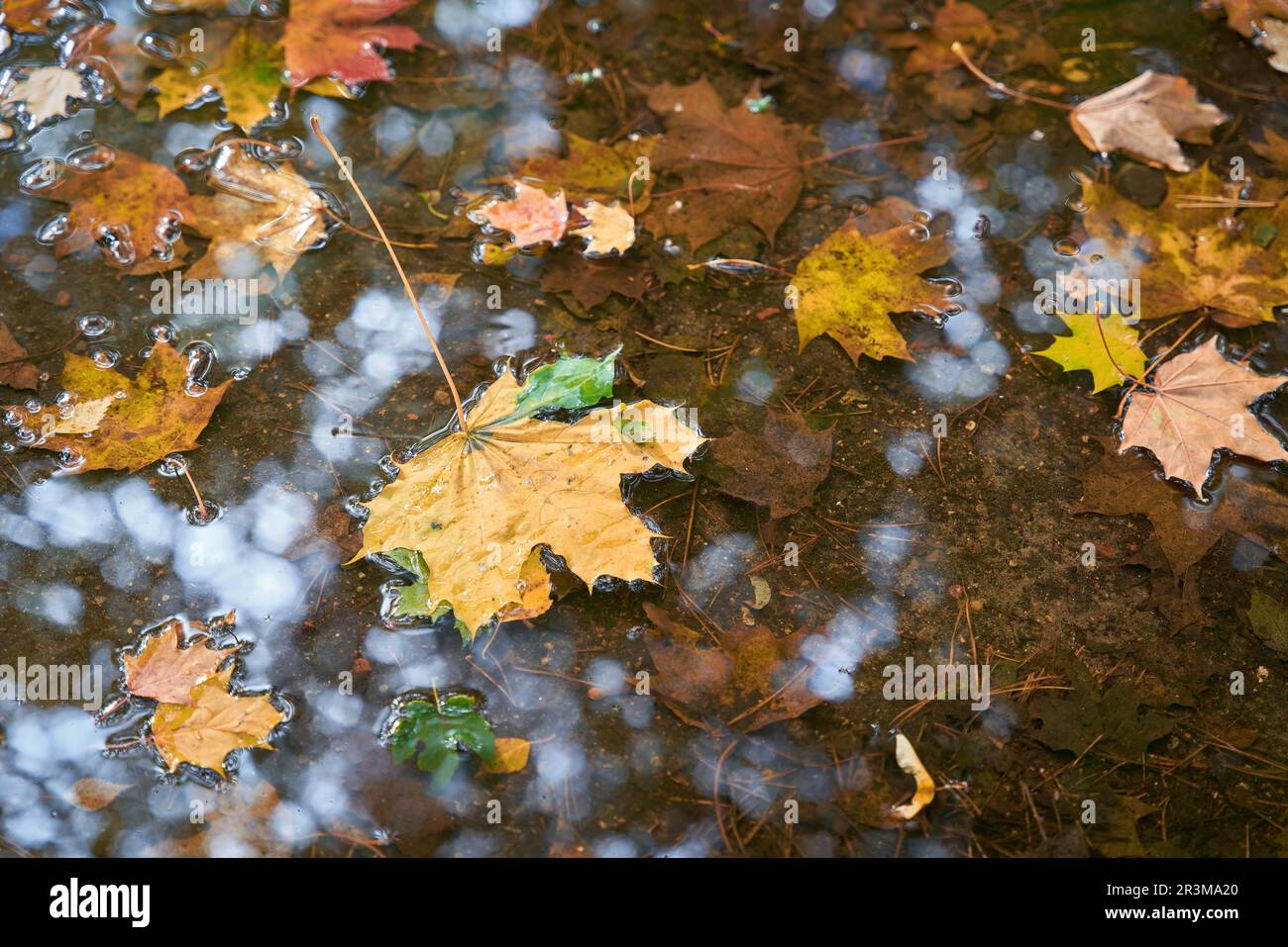 Blätter von Norwegenapfel in einer Pfütze bei feuchtem Herbstwetter in einem Park in Polen Stockfoto