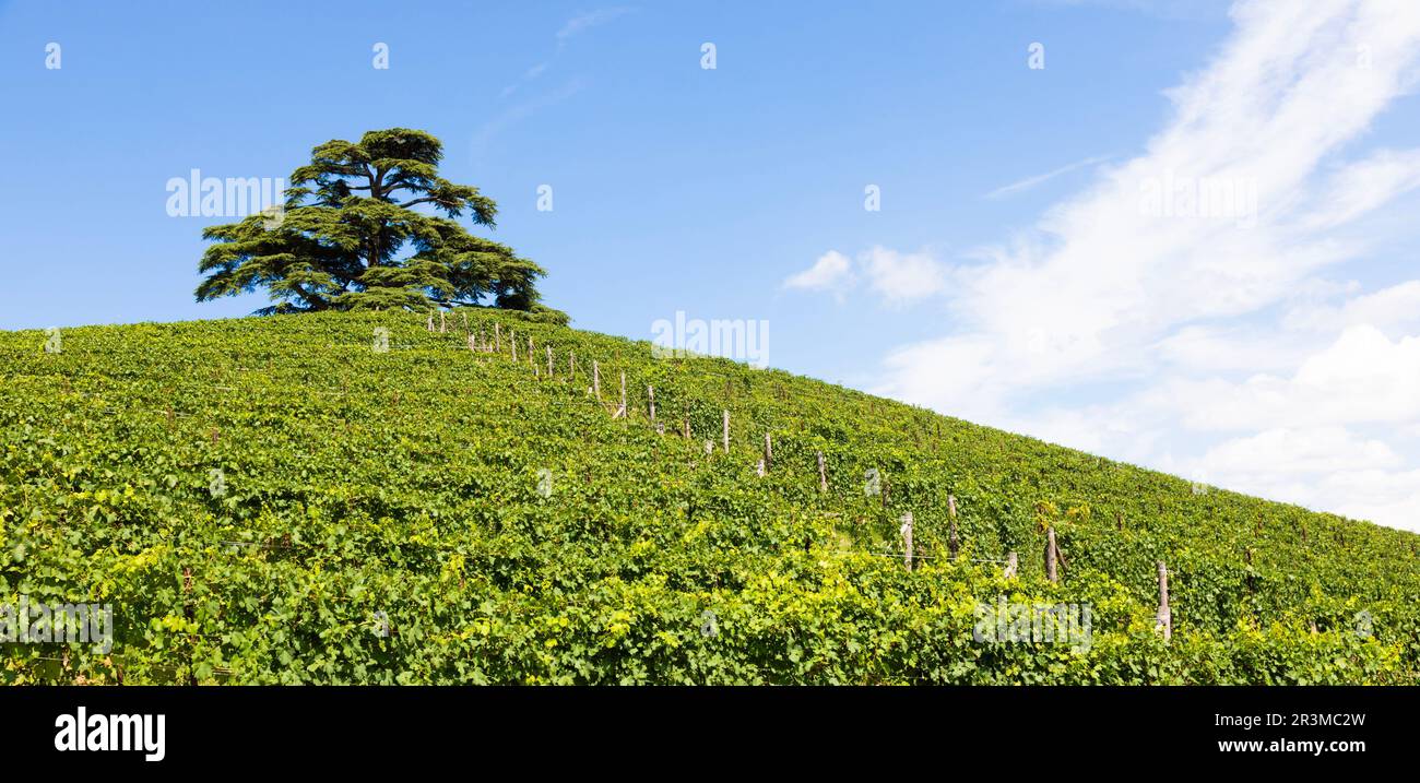 Panoramalandschaft in Piemont, Italien. Malerischer Weinberg-Hügel in der Nähe der Stadt Barolo. Stockfoto