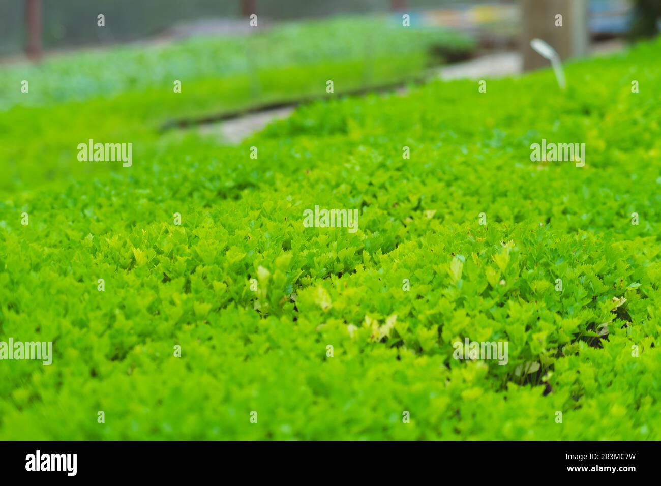 Nahaufnahme von Sellerie (Blattgemüse) im Gemüsegarten. Der Begriff des Anbaus von Bio-Gemüse. Stockfoto