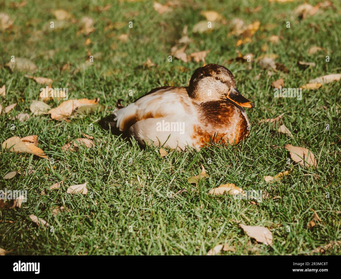 Die kleine weibliche Ente sitzt und schläft an einem sonnigen Tag auf dem Rasen Stockfoto