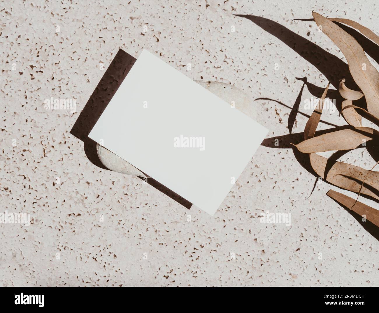 Weiße leere Karte auf Stein, trockene Blumen auf grauem Betonhintergrund mit Schatten Draufsicht. Formulare für Unternehmen, Werbung. Leerer Bereich für Text. Mindest Stockfoto
