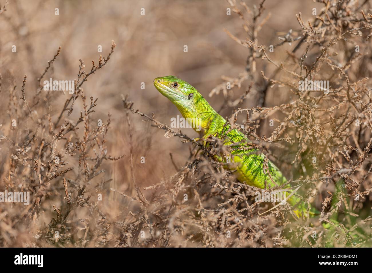 Westliche grüne Eidechse (Lacerta bilineata), die sich in der Sonne im Gebüsch sonnt. Bas-Rhin, Collectivite europeenne d'Alsace, Grand Est, Frankreich, Europa. Stockfoto