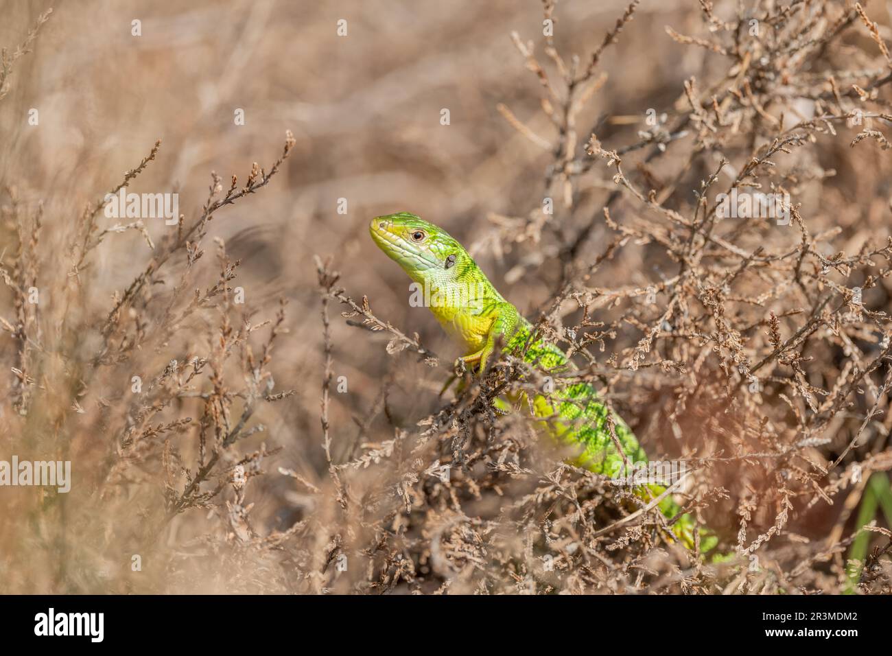 Westliche grüne Eidechse (Lacerta bilineata), die sich in der Sonne im Gebüsch sonnt. Bas-Rhin, Collectivite europeenne d'Alsace, Grand Est, Frankreich, Europa. Stockfoto