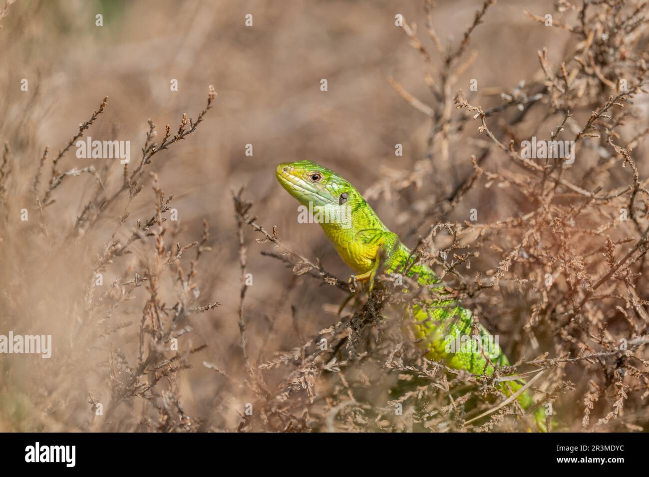 Westliche grüne Eidechse (Lacerta bilineata), die sich in der Sonne im Gebüsch sonnt. Bas-Rhin, Collectivite europeenne d'Alsace, Grand Est, Frankreich, Europa. Stockfoto