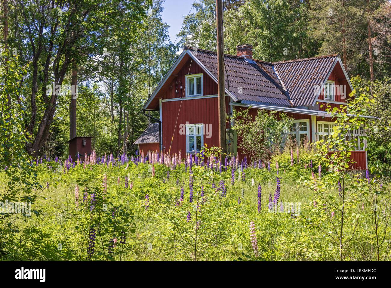 Blühende Lupinenblumen im Garten bei einem roten Haus Stockfoto