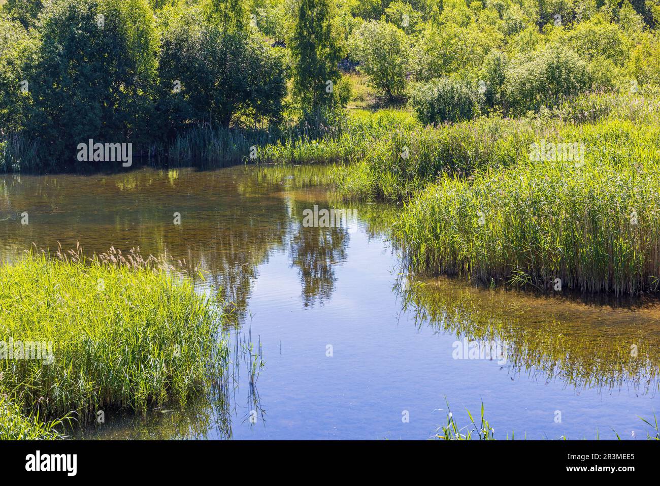 Ein Teich in einem Feuchtgebiet mit üppigem grünen Schilf Stockfoto