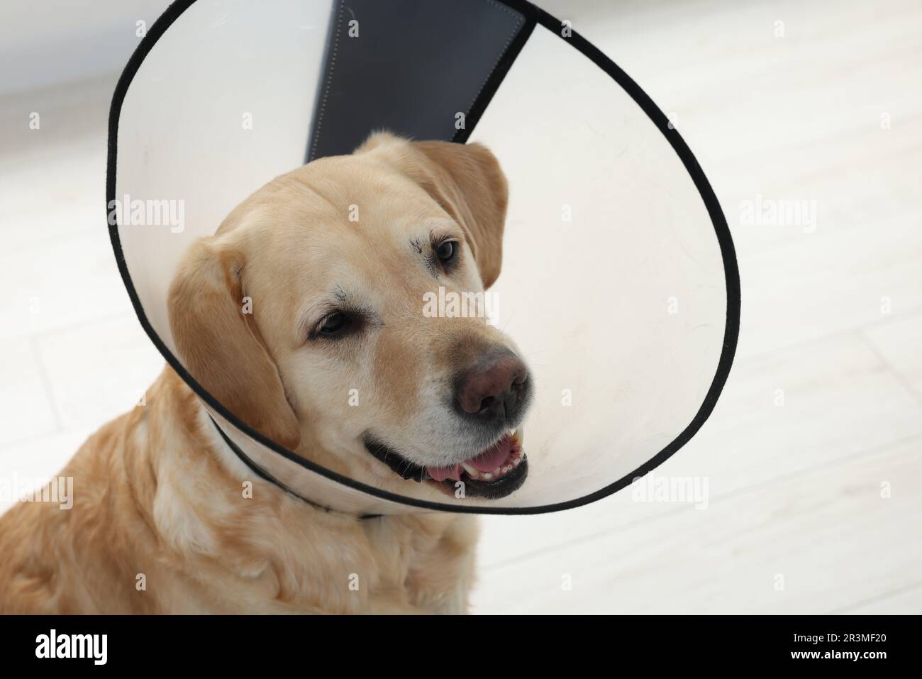 Sad Labrador Retriever mit Schutzkragen im Innenbereich Stockfoto