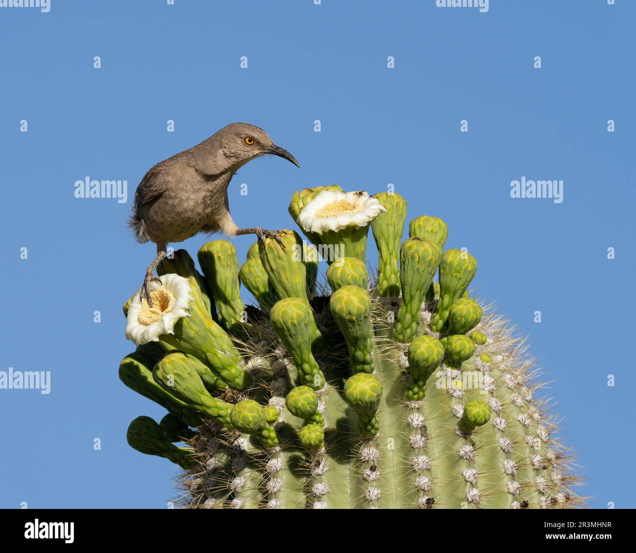 Bogenschnabel-Thrasher (Toxostoma curvirostre)-Fütterung aus Saguaro (Carnegiea gigantea) blüht in Arizona USA Stockfoto