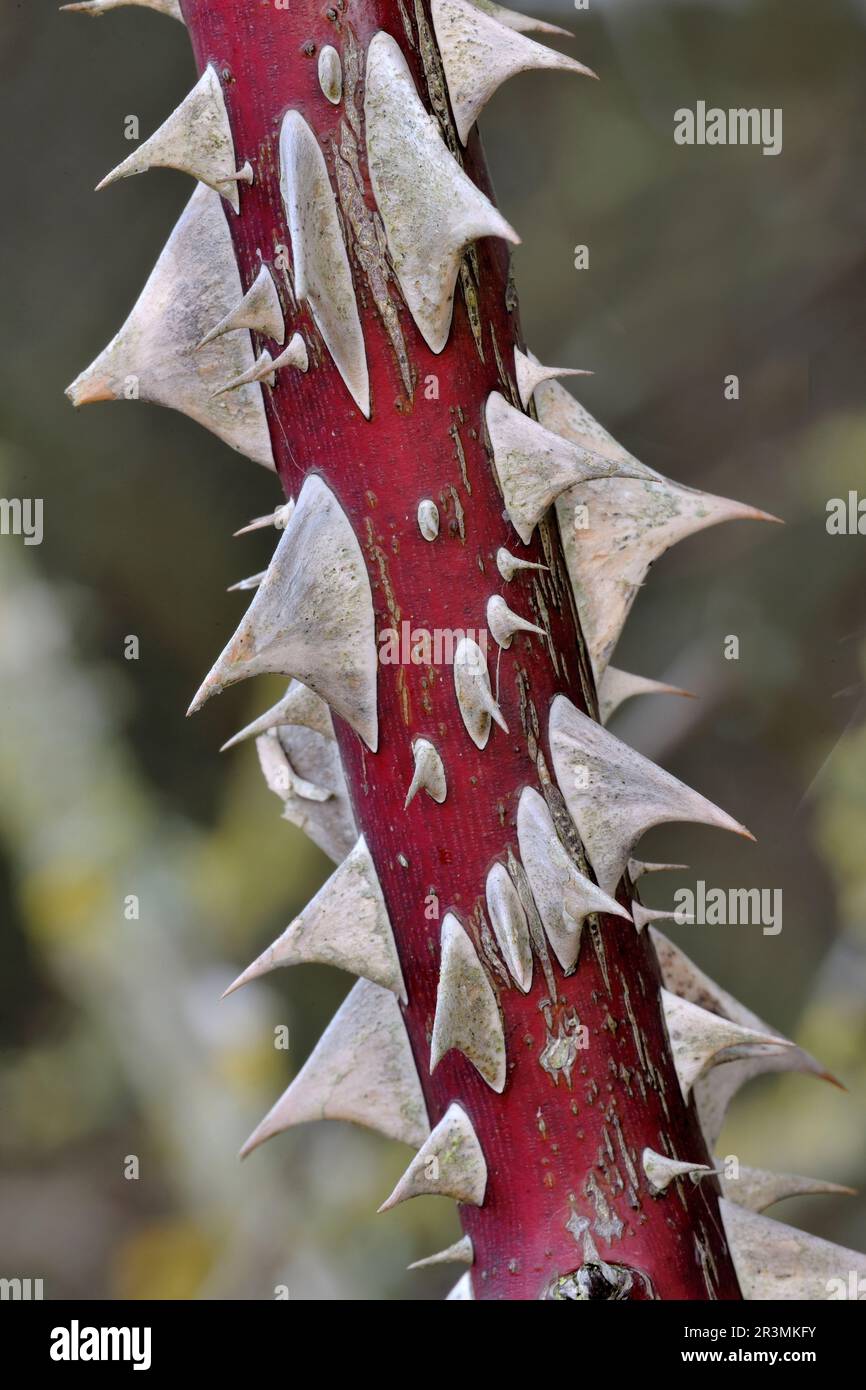 Hunderose (Rosa canina) Nahaufnahme des Stamms einer reifen Pflanze mit Dornen, Berwickshire, Schottische Grenzen, Schottland, Januar 2021 Stockfoto