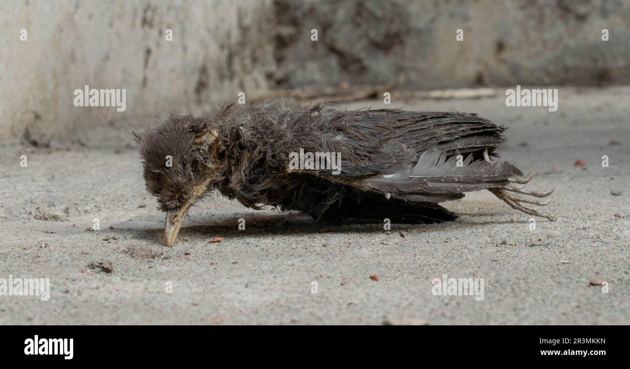 Dramatische und traurige, schmutzige, tote Vögel, die auf dem Boden liegen, mit ihrem Schnabel zum Boden hin, Tierquälerei, Tierkrankheiten. Stockfoto