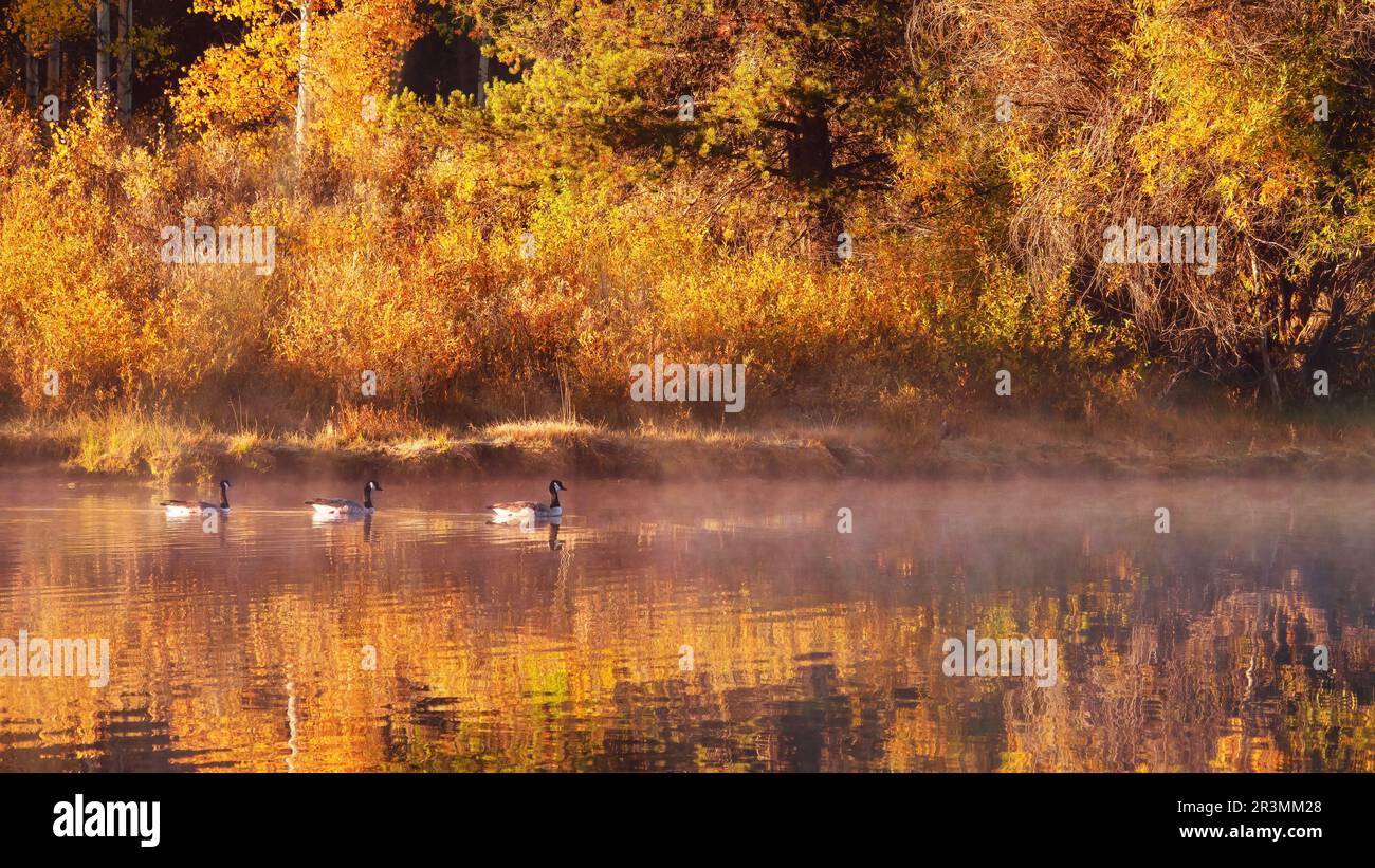 Drei Kanadische Gänse (Branta canadensis) schwimmen an einem nebligen Herbstmorgen im Grand Teton National Park, Wyoming, USA. Stockfoto