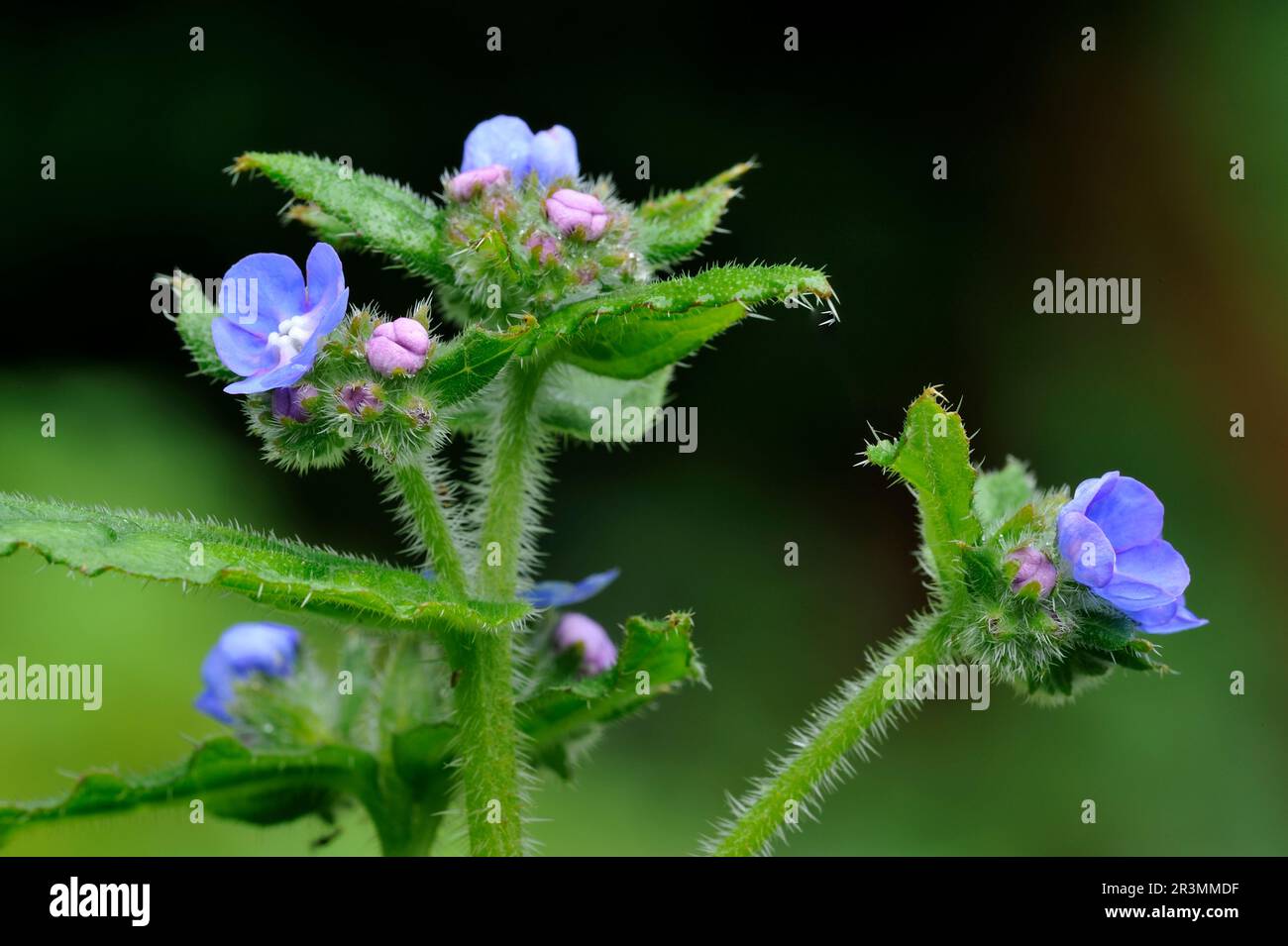 Green Alkanet (Pentaglottis sempervirens) Nahaufnahme von Blumen, die am Rand eines Laubwaldes in Berwickshire, Schottland, fotografiert wurden. Stockfoto