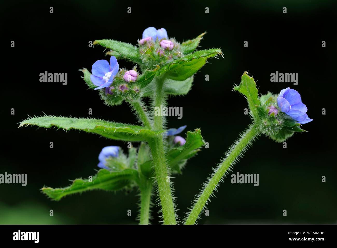 Green Alkanet (Pentaglottis sempervirens) Nahaufnahme von Blumen, die am Rand eines Laubwaldes in Berwickshire, Schottland, fotografiert wurden. Stockfoto