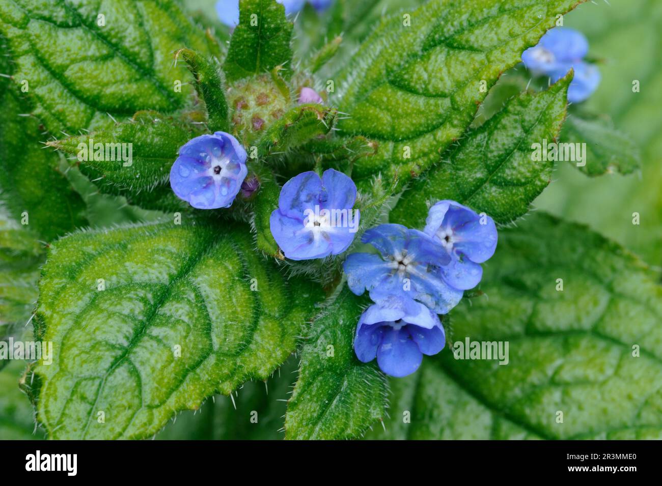 Green Alkanet (Pentaglottis sempervirens) Nahaufnahme von Blumen, die am Rand eines Laubwaldes in Berwickshire, Schottland, fotografiert wurden. Stockfoto
