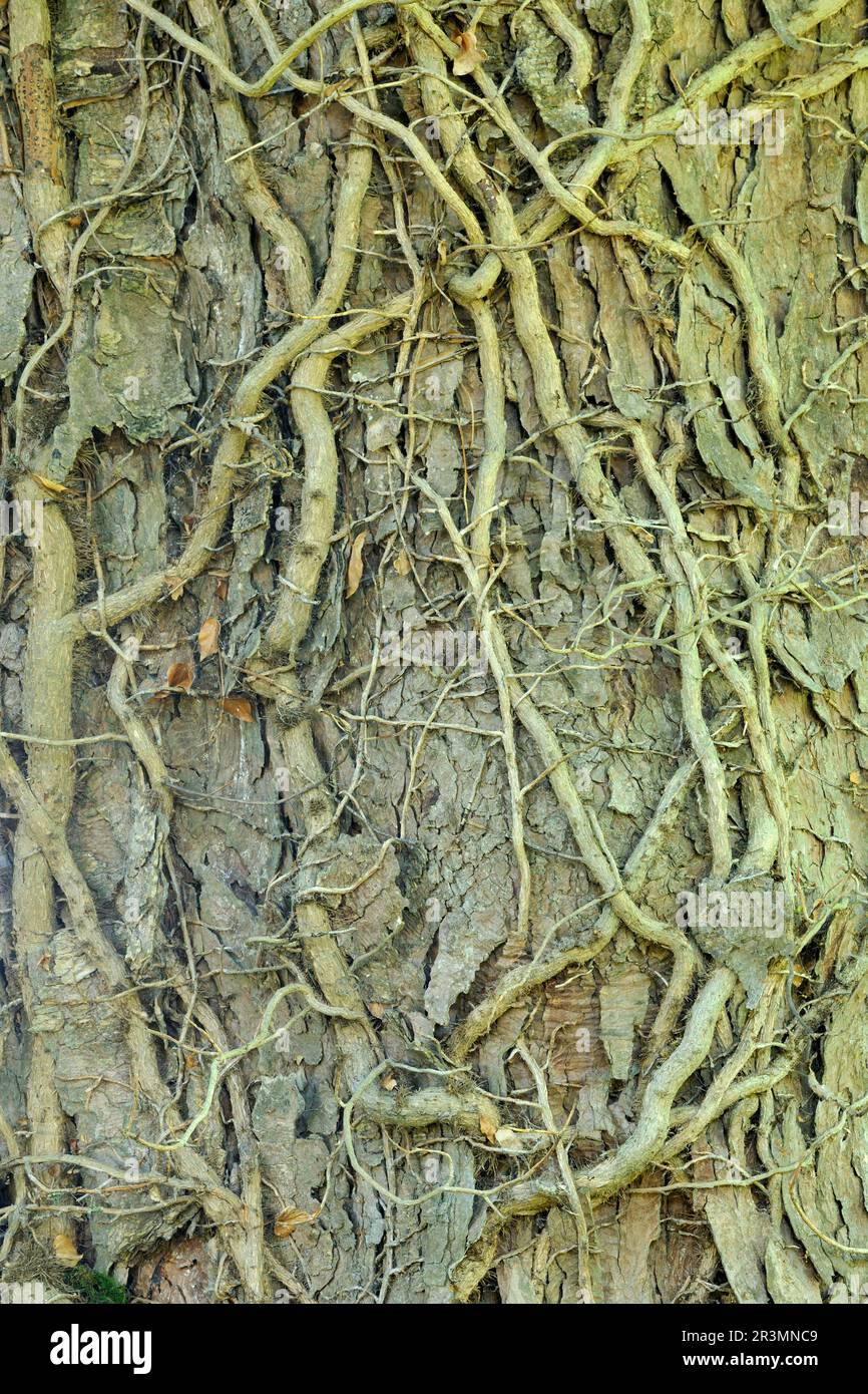 Ivy (Hedera Helix) algenbedeckte Stämme, die auf Rinde eines reifen Sycamore-Baumes wachsen, Roxburghshire, Scottish Borders, Schottland, Juni 2017 Stockfoto