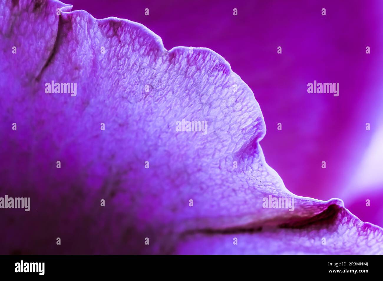 Abstrakter Blumenhintergrund, violette Rosenblütenblätter, weicher Fokus. Makroblumen im Hintergrund Stockfoto