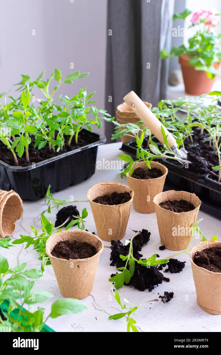 Junge grüne Setzlinge von Tomaten in Kunststoffbehältern, ausstechen, Setzlinge aus Kunststoffbehältern in Torftöpfe umpflanzen Stockfoto