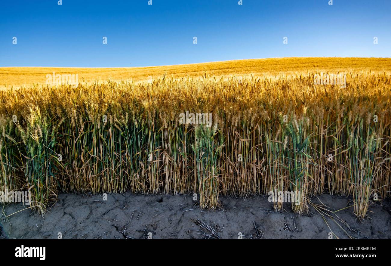 Gold Weizenfeld und blauer Himmel Stockfoto