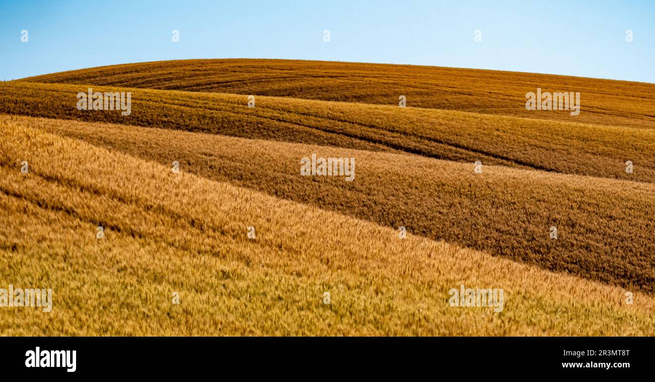 Landschaftsszenen in palouse washington Stockfoto Landschaftsszenen in palouse washington Stockfoto