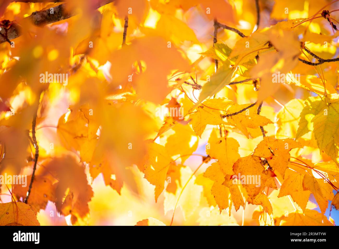 Herbstliche Park. Herbstliche Bäume und Blätter. Herbst Stockfoto