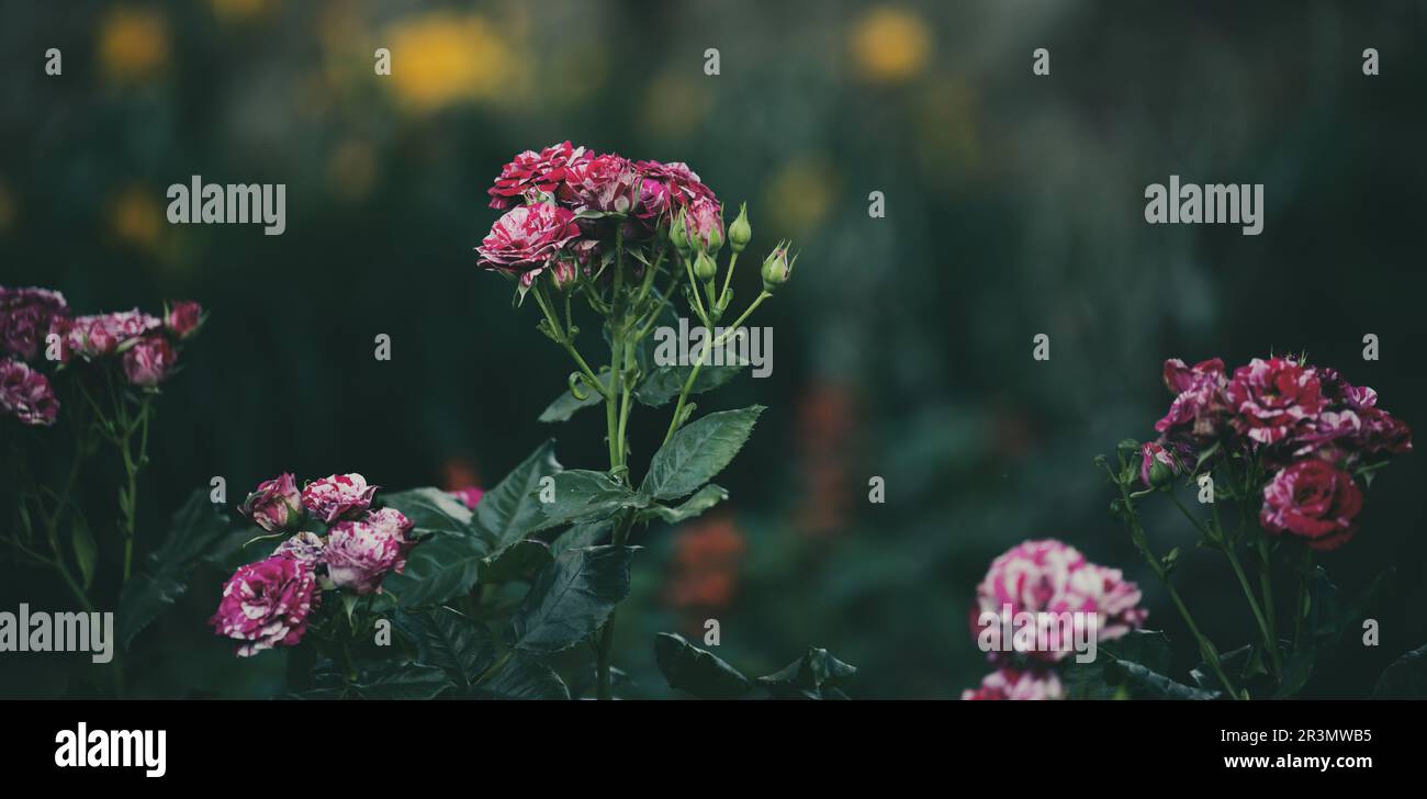 Wachsender Rosenstrauch mit rosa Blüten und grünen Blättern, Sommertag Stockfoto