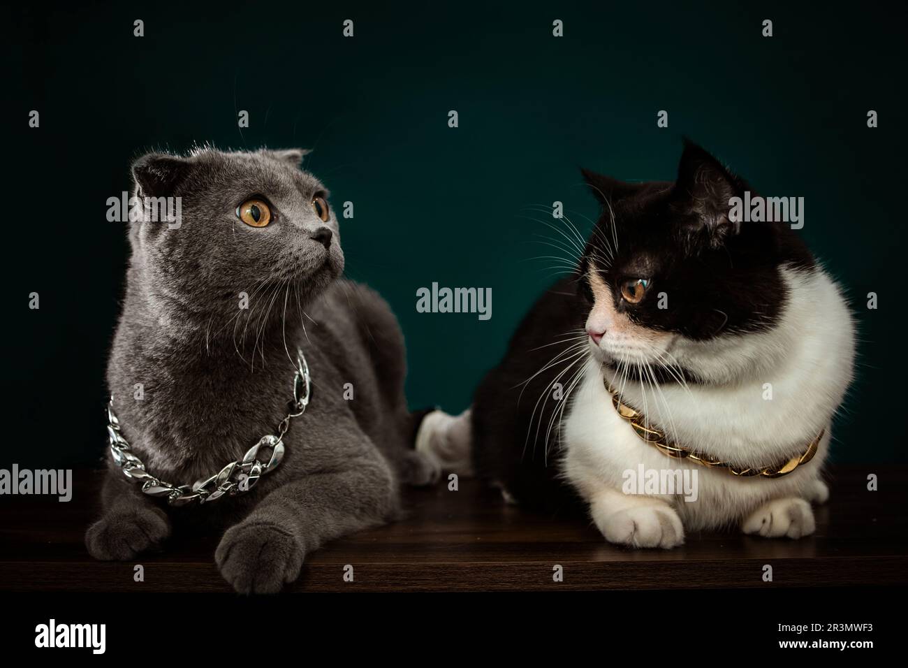Katzenfotografie mit dunklem Hintergrund Stockfoto