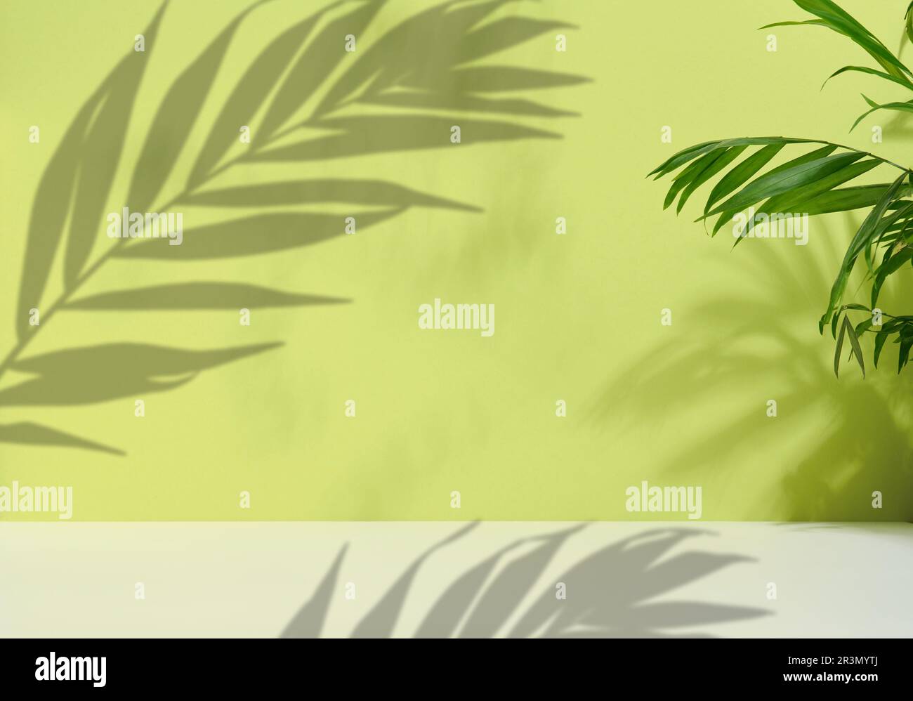 Grüne Palmenblätter mit Schatten auf grünem Hintergrund. Leere Bühne für die Vorführung und Werbung von Kosmetikprodukten Stockfoto