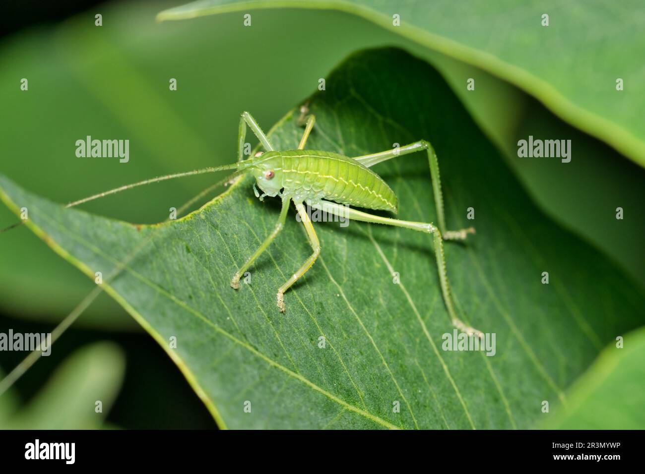 Katydid Nymphe (Tettigoniidae) in dichtem chinesischem Tallow-Laub. In den USA auch als Bush Crickets bezeichnet. Getarntes Insekt in seinem natürlichen Lebensraum. Stockfoto