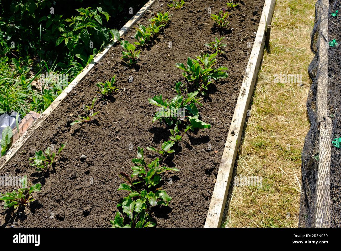 Rote Bete wächst in einem Hochbeet. Stockfoto