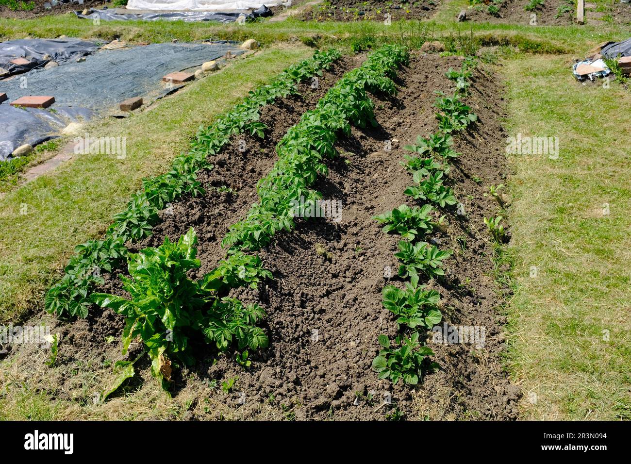 Kartoffeln wachsen auf einer Fläche. Stockfoto