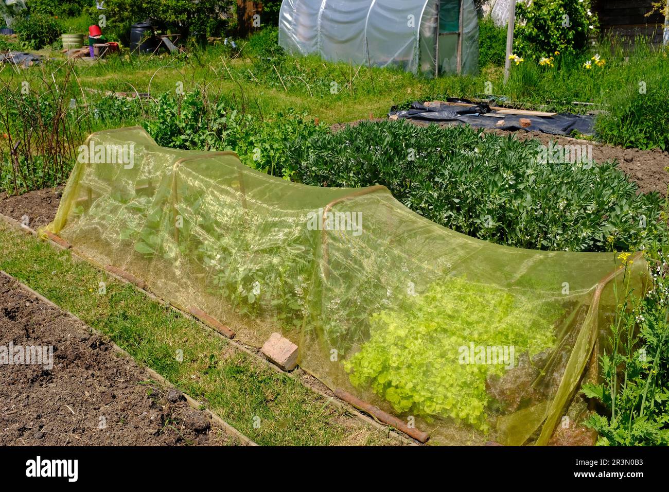 Gemüse wächst unter einer schützenden Hülle, Vlies. Stockfoto