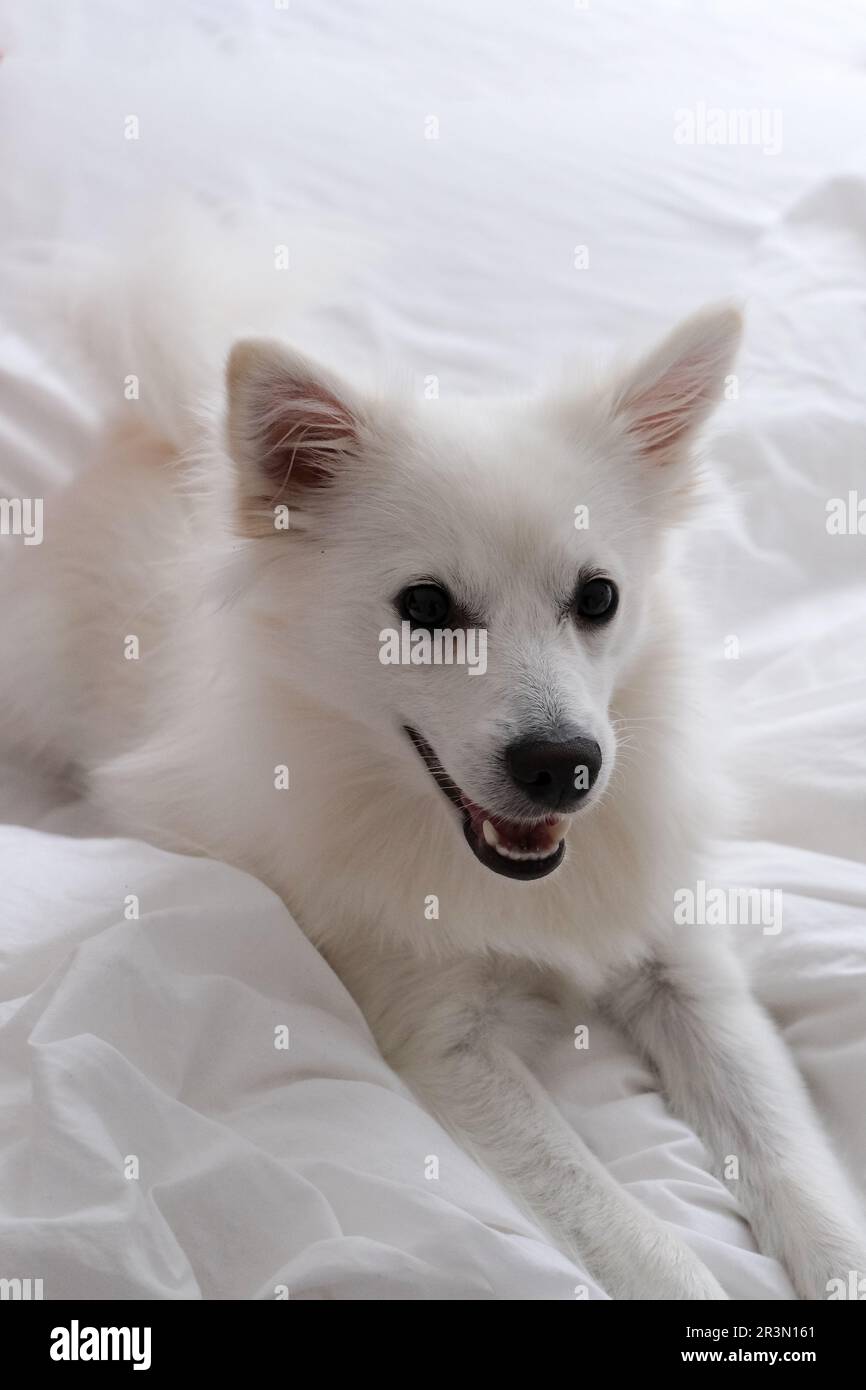 Der deutsche Kleinspitz ist eine elegante Hunderasse mit einem flauschigen, dichten Mantel und einer freundlichen Natur. Mit seinen wachsamen Augen und seinem verspielten Charakter, Stockfoto