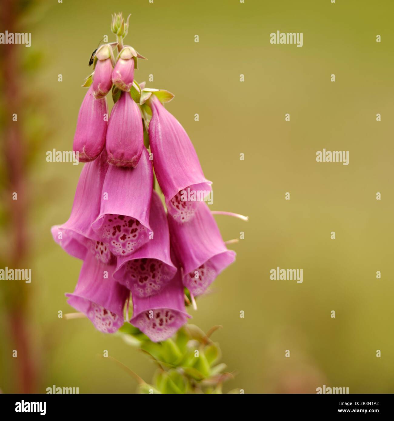 Wilde Blumen Stockfoto